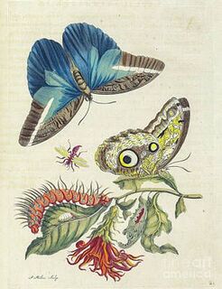 Maria Sibylla Merian